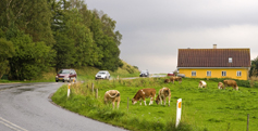 Klik for at se et st�rre billede